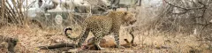 Banner South Luangwa National Park Leopard Kaingo Camp