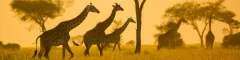 Banner Plains game Serengeti Tanzania Elewana Serengeti Pioneer Camp