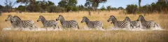 A herd of zebras crossing a waterway in the okavango delta