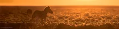 On safari in Etosha national park